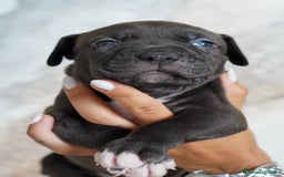 American Bully cani in vendita: Cuccioli American Bully XXL  a Provincia di Lecco - Immagine 12