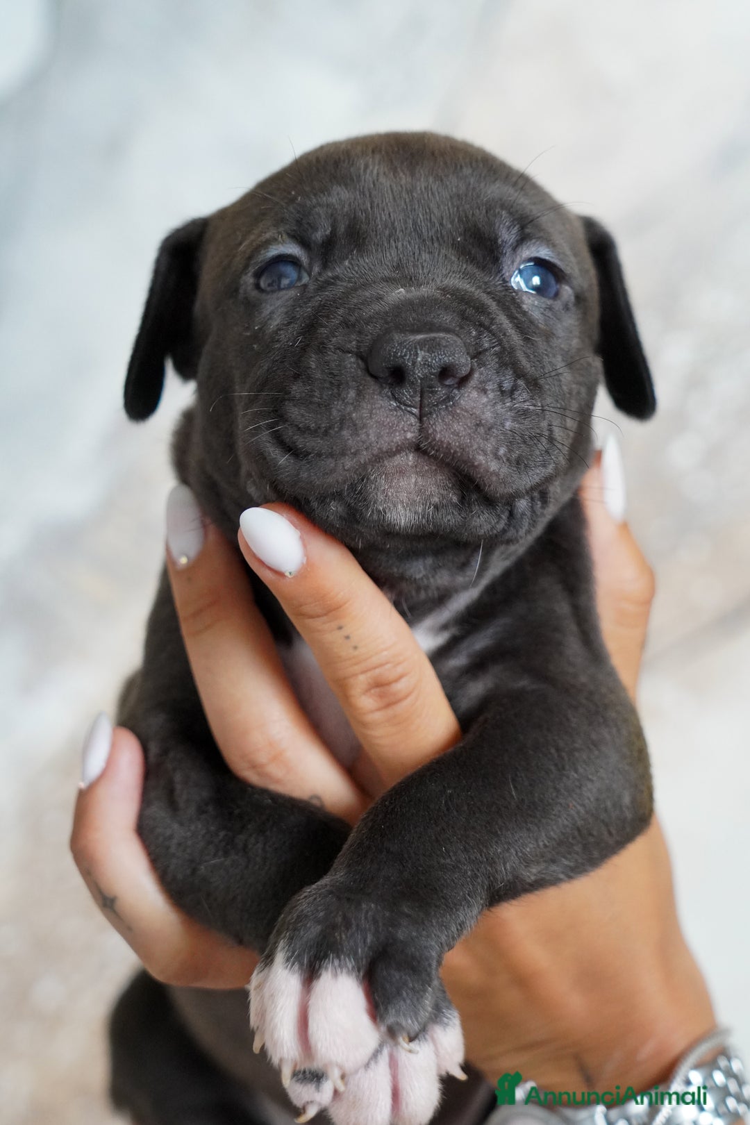 American Bully cani in vendita: Cuccioli American Bully XXL  a Provincia di Lecco - Immagine 12