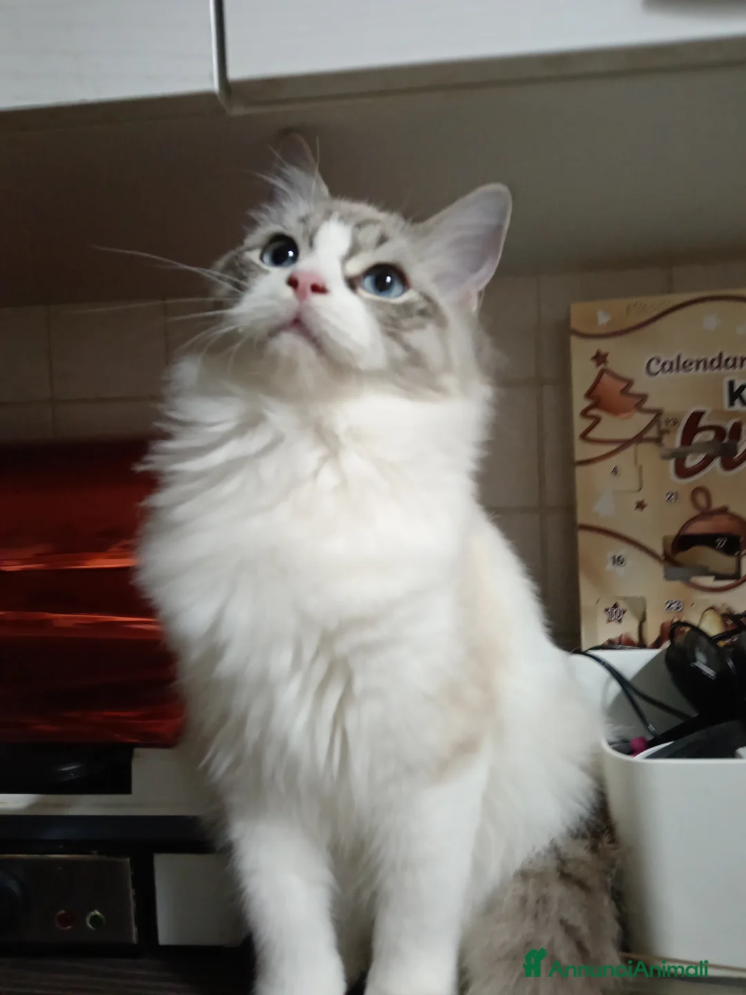 Ragdoll gatti in vendita: Ragdoll Speciale con Pedigree  - Annuncio 3