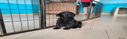 Labrador cani in vendita: Cuccioli neri di Labrador Retriever - Annuncio 7