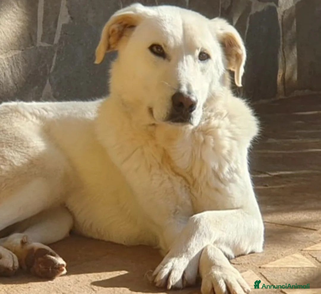 Meticcio cani in regalo: Ziguli' il timido cagnolino dal sorriso speciale - Annuncio 1