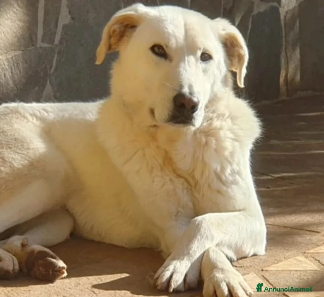 Meticcio cani in regalo: Ziguli' il timido cagnolino dal sorriso speciale - Annuncio 1