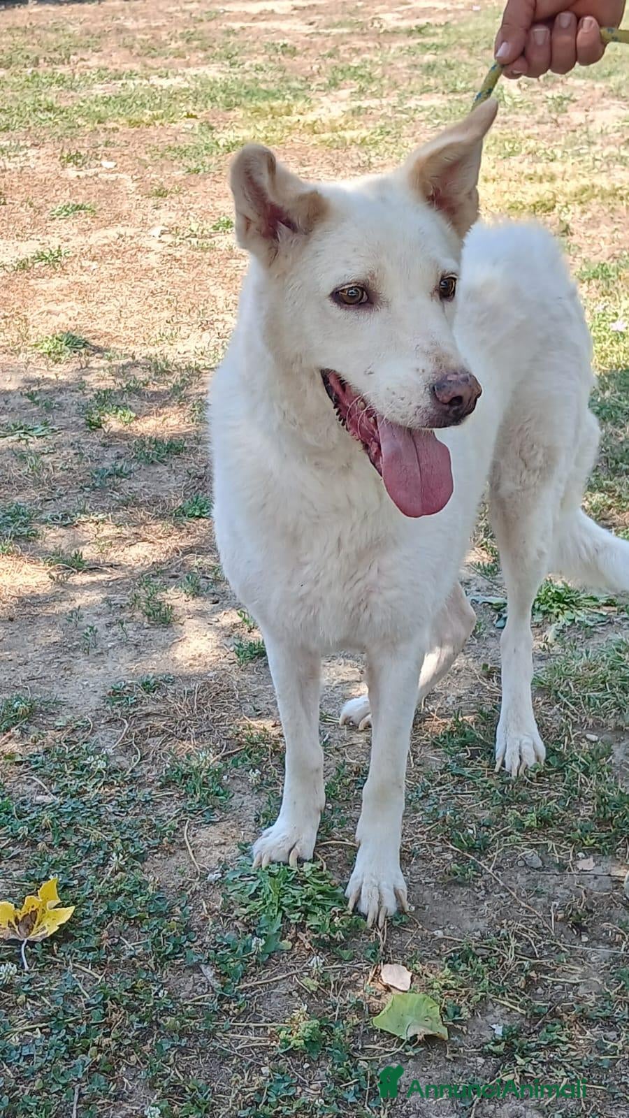 Meticcio cani BRANDY 11 ANNI E NON SENTIRLI...IN ADOZIONE - Annuncio 10