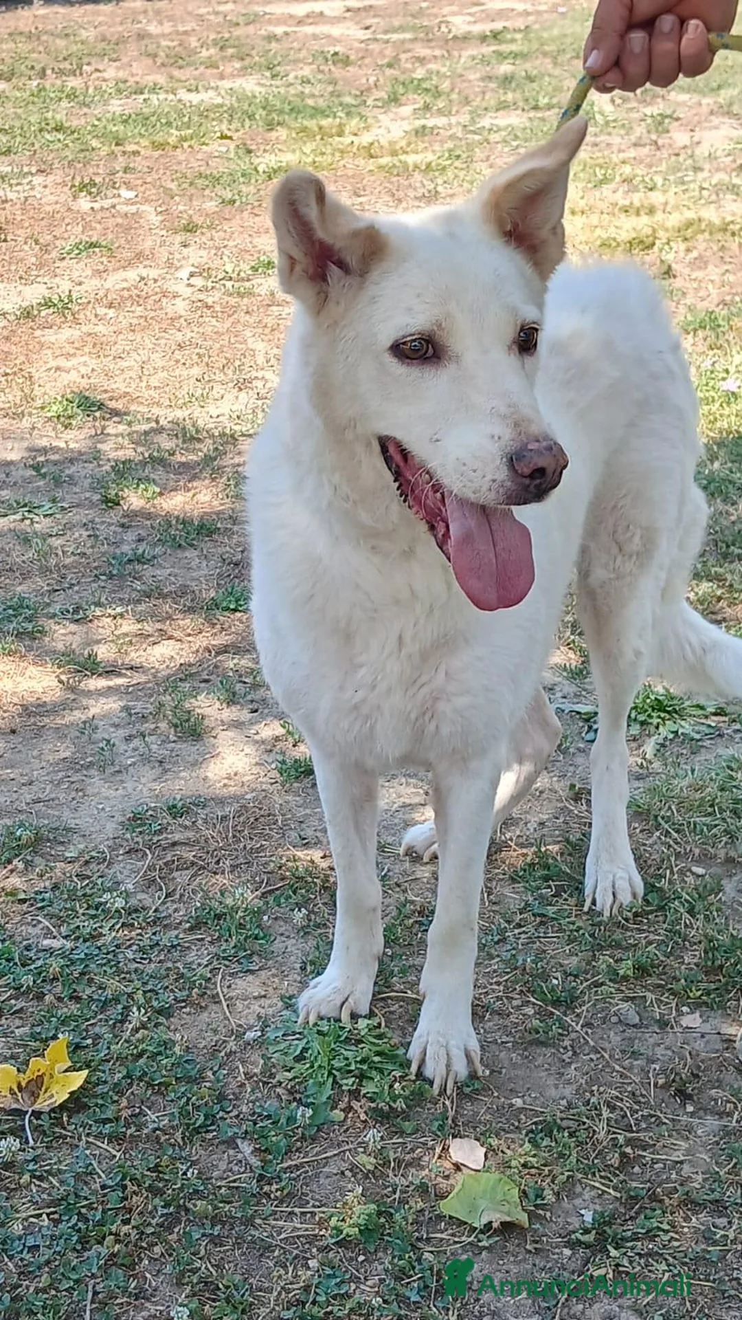Meticcio cani in regalo: BRANDY 11 ANNI E NON SENTIRLI...IN ADOZIONE - Annuncio 1