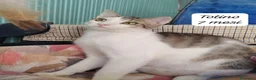Altre razze gatti in regalo: Gattini desiderosi di trovare famiglia  a Provincia di Prato - Annuncio 9