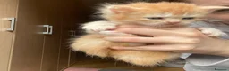 Maine Coon gatti in vendita: Maine coon - Annuncio 4