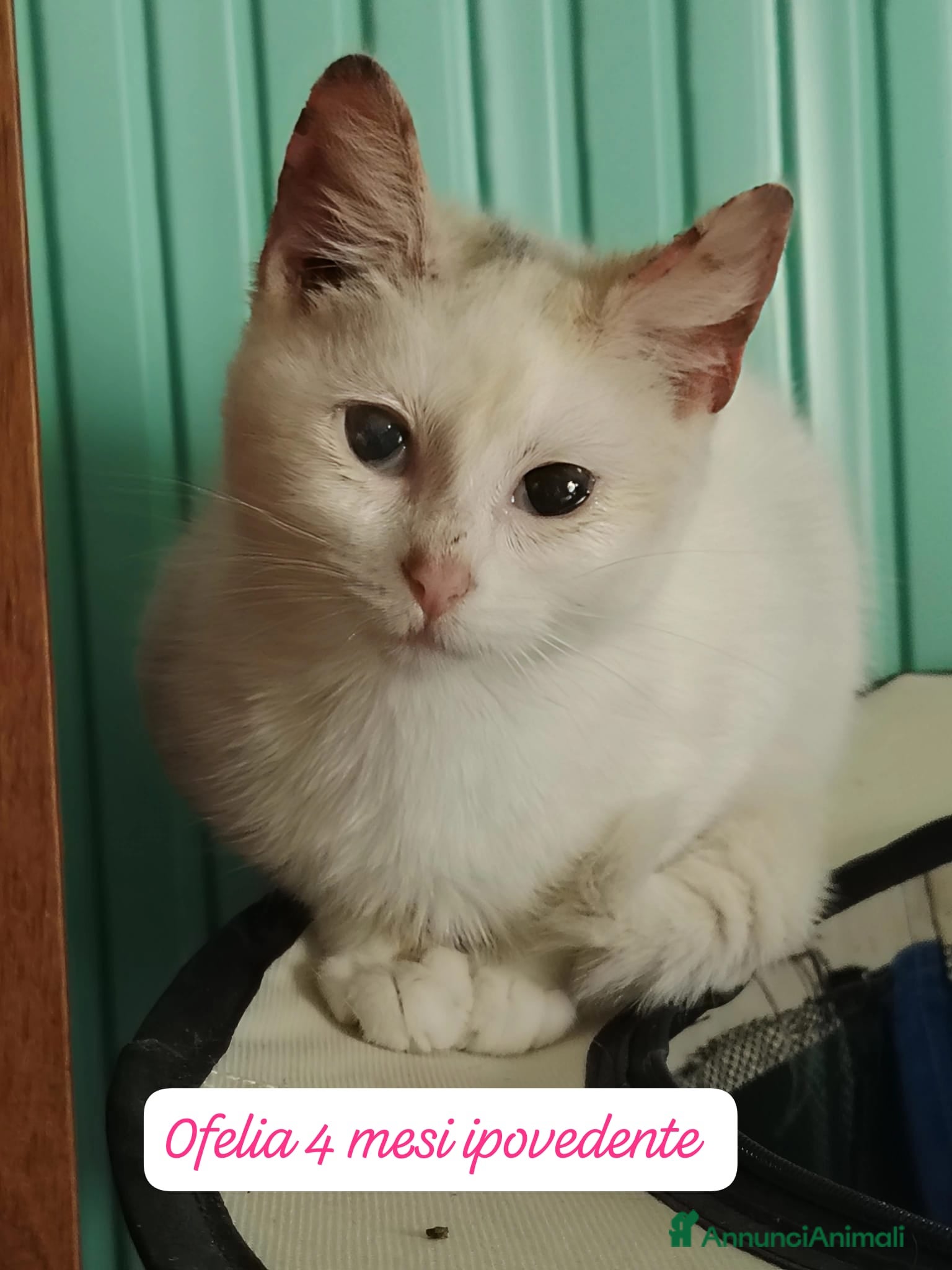 Altre razze gatti Gattini desiderosi di trovare casa  - Annuncio 1