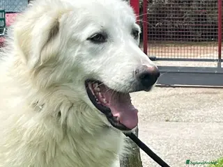 Meticcio cani TIMOTHY SEGNI PARTICOLARI BELLISSIMO, IN ADOZIONE - Annuncio 27
