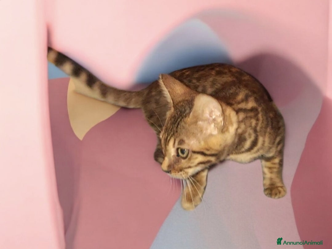 Bengala gatti in vendita: Gattini del Bengala  - Annuncio 5