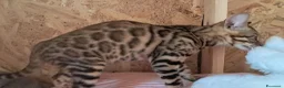 Bengala gatti in vendita: Bengala cuccioli  a Provincia di Ravenna - Annuncio 6