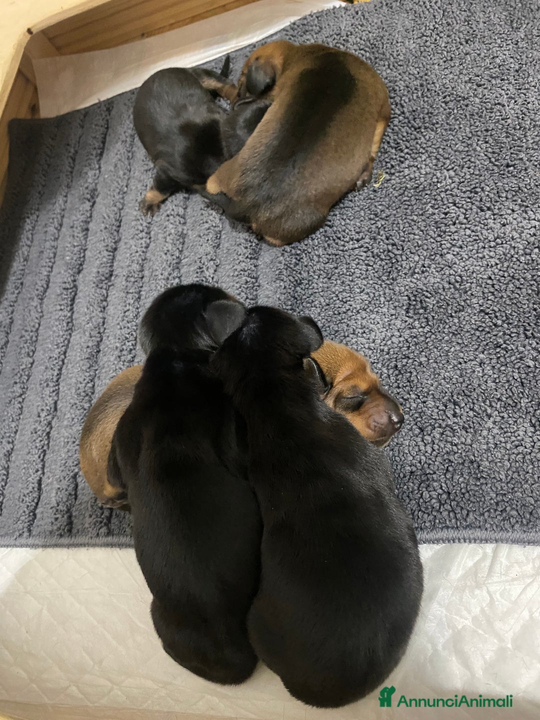 Bassotto cani in vendita: Bassotto tedesco nano - Annuncio 6