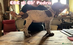 Bracco cani in vendita: cuccioli di bracco italiano a Provincia di Biella - Immagine 19