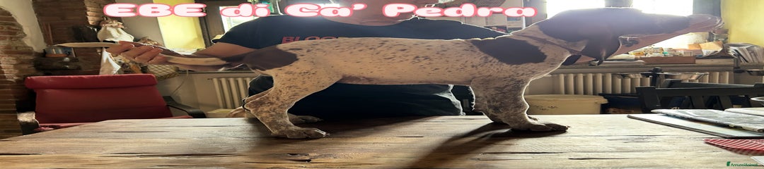 Bracco Cucciolo 5