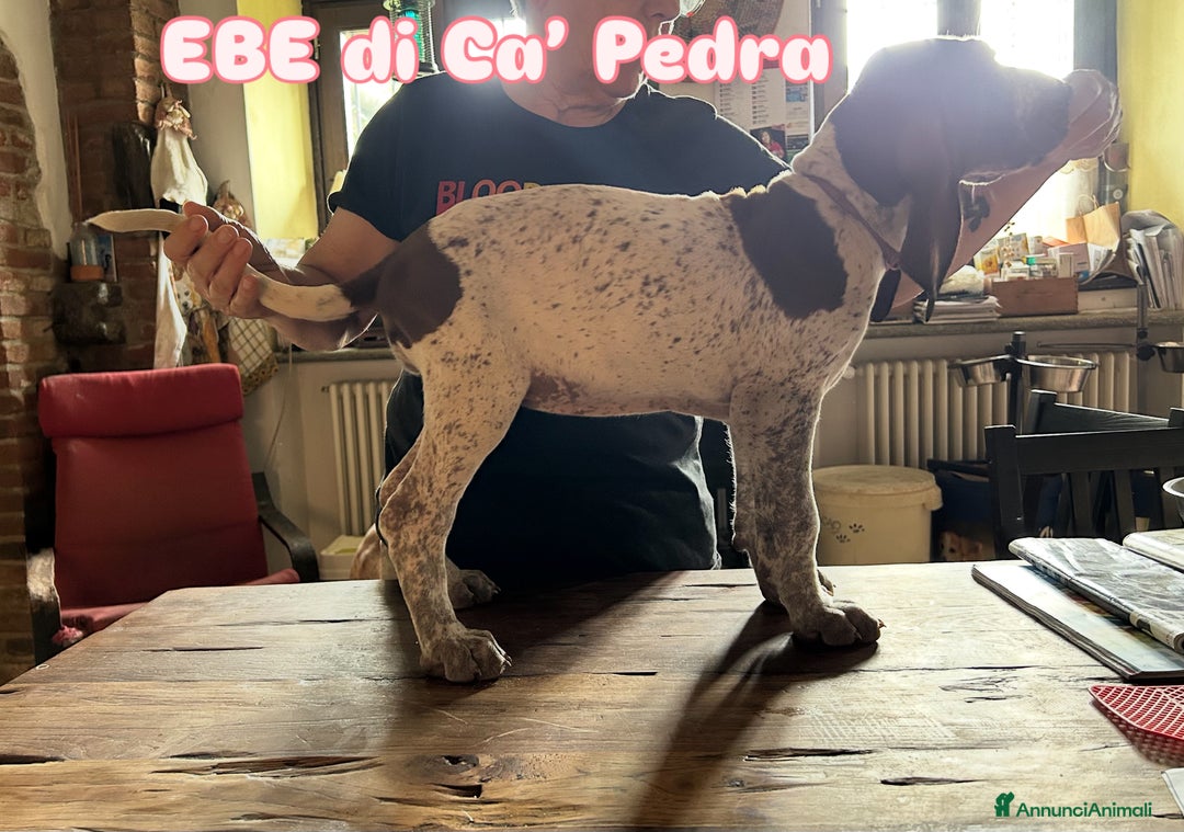 Bracco cani in vendita: cuccioli di bracco italiano a Provincia di Biella - Immagine 19