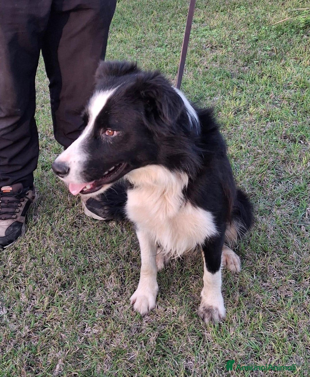 Border Collie cani in regalo: GIOTTO 💙 -abbandonato, dagli un’altra possibilità - Annuncio 6