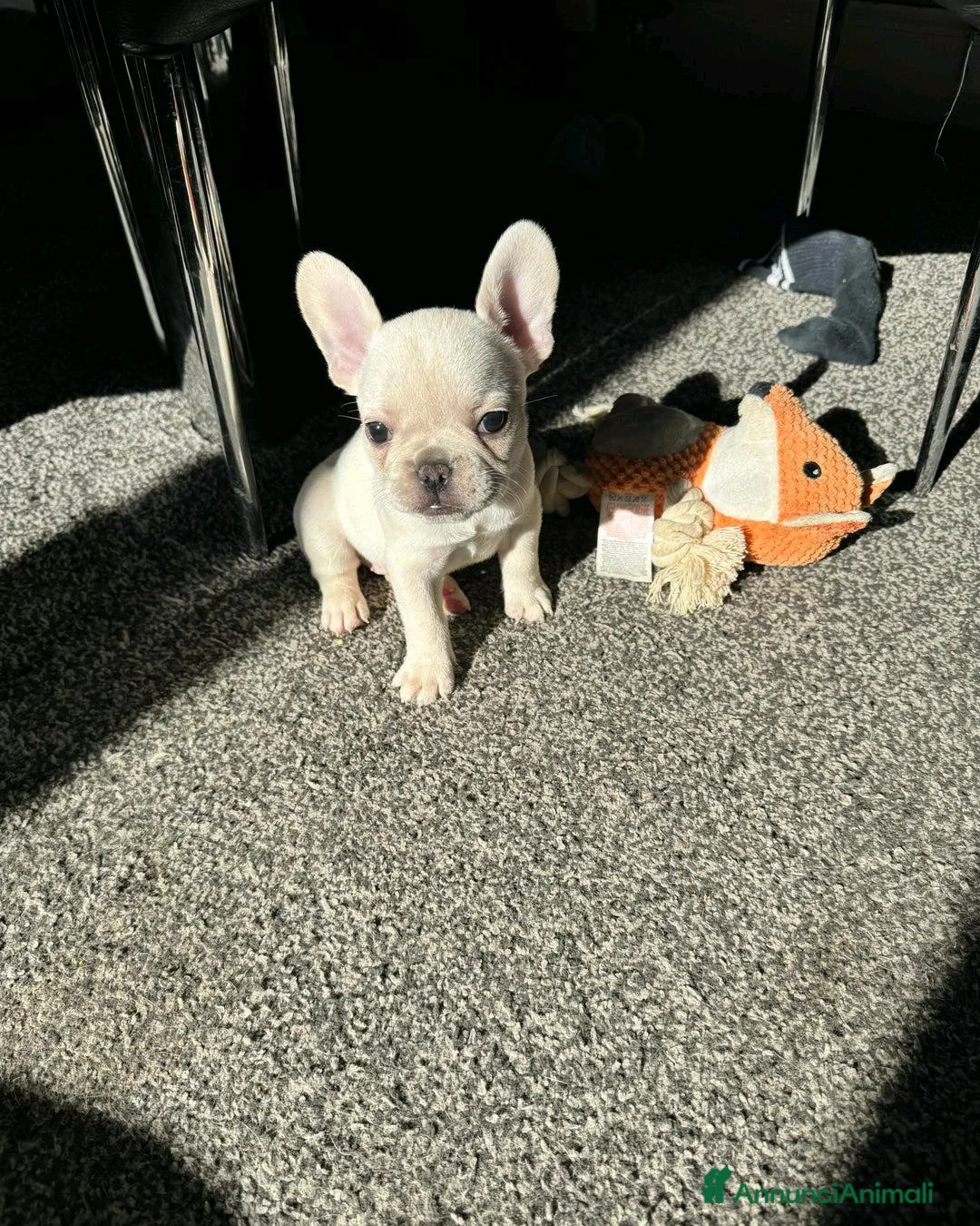 Bulldog Francese cani in vendita: Cuccioli di Bulldog Francese Registrati KC a Città metropolitana di Milano - Annuncio 4