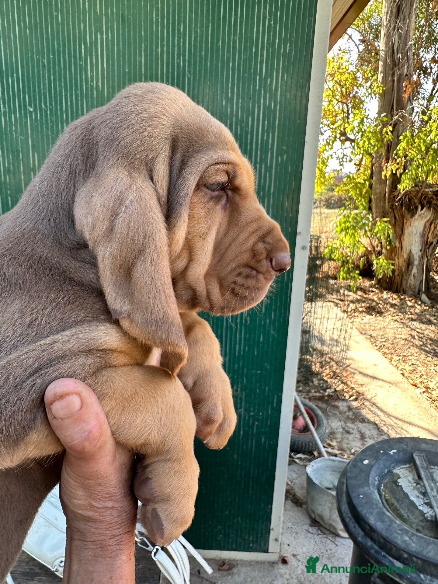 Bloodhound cani Bloodhound cuccioli da genealogia di Campioni - Annuncio 2