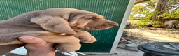 Bloodhound cani in vendita: Bloodhound cuccioli da genealogia di Campioni - Annuncio 2