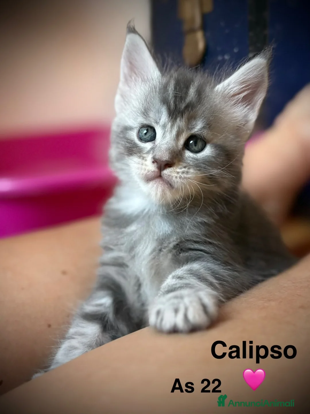 Maine Coon gatti in vendita: Giganti Buoni: Cuccioli Maine Coon  - Annuncio 6