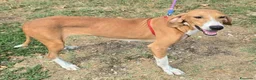 Segugio cani in regalo: Cassandra 1 anno segugia - Annuncio 5