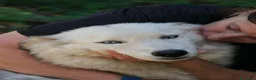 Husky cani in regalo: Donut, una splendida Husky - Annuncio 4