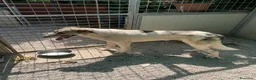 Meticcio cani in regalo: Maya: bellissima principessa taglia grande  - Annuncio 5