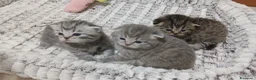 Scottish gatti in vendita: Cuccioli Scottish  - Annuncio 7