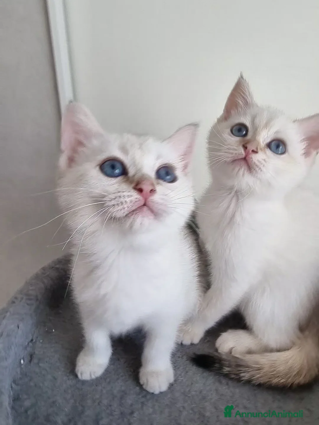 Scottish gatti in vendita: Gattini disponibili  - Annuncio 3