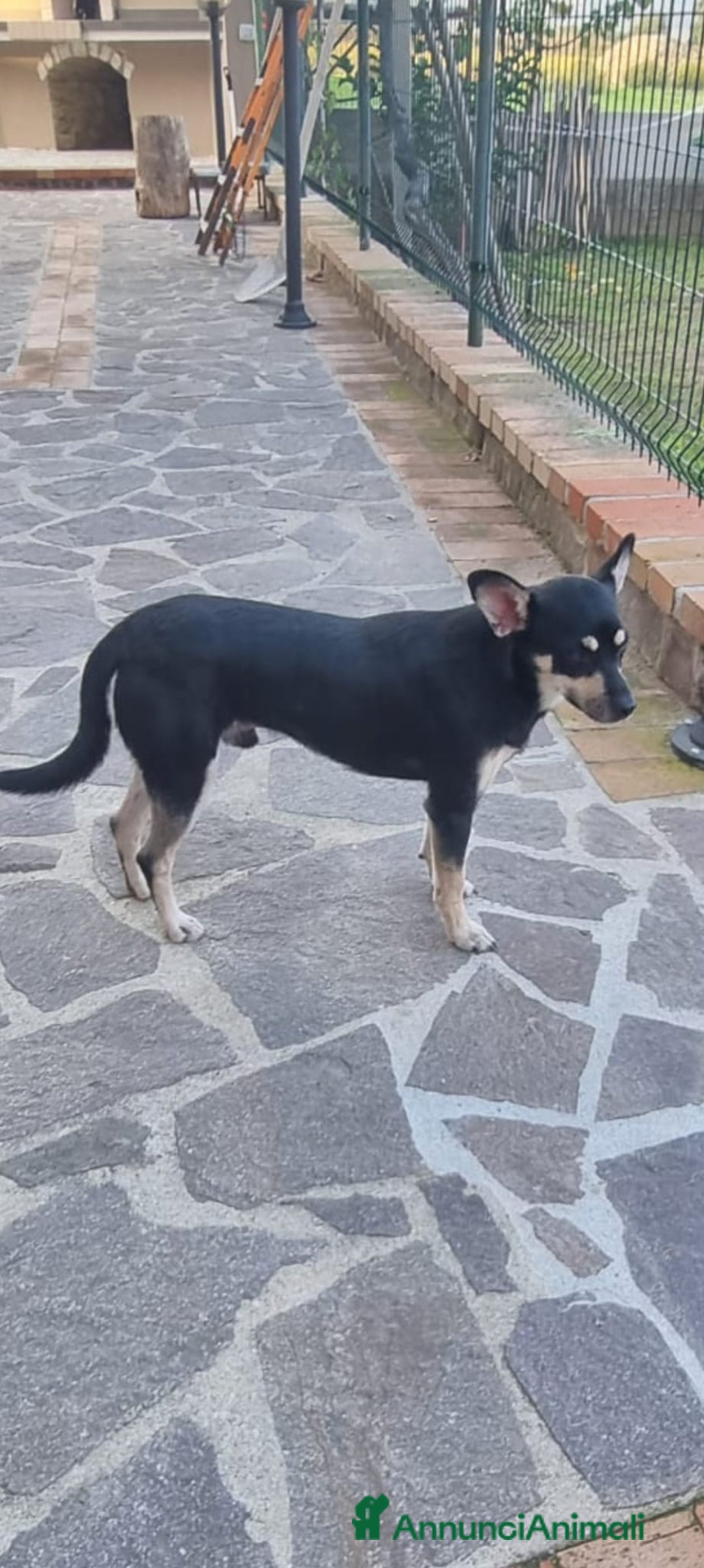 Meticcio cani in regalo: Miele  - Annuncio 2