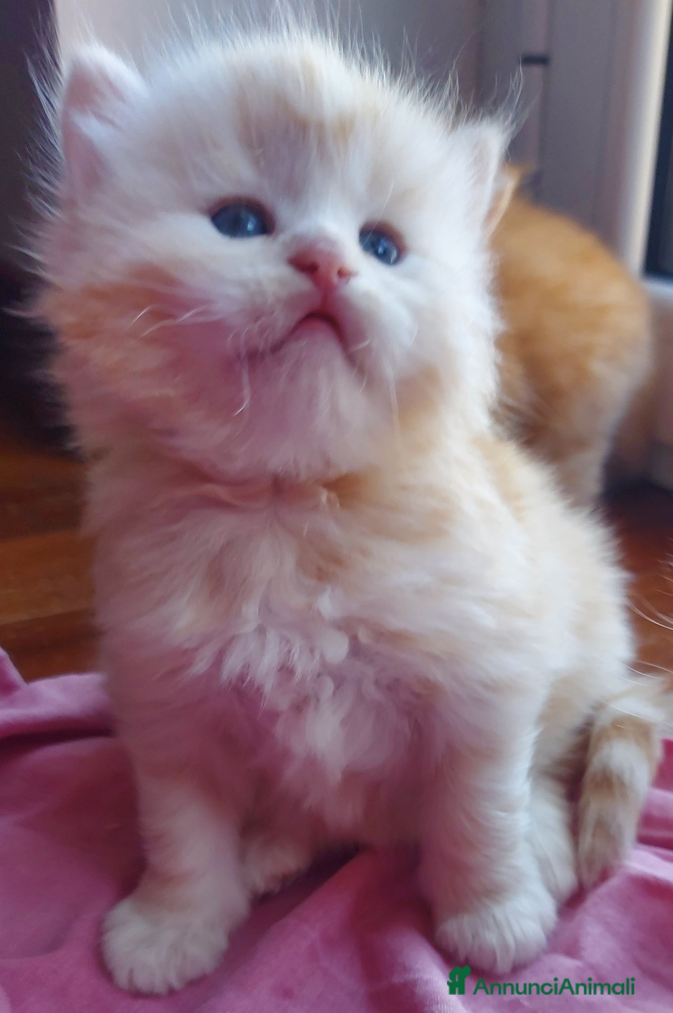 Siberiano gatti Cuccioli di gatto Siberiano Certificati  - Annuncio 9