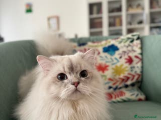 Scottish gatti Scottish Straight per accoppiamento a Provincia di Varese - Annuncio 7