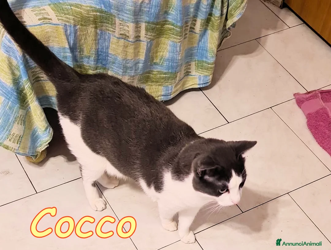 Europeo gatti in regalo: TIGER E #COCCO DUE AMICI DA NON SEPARARE a Città metropolitana di Milano - Annuncio 1