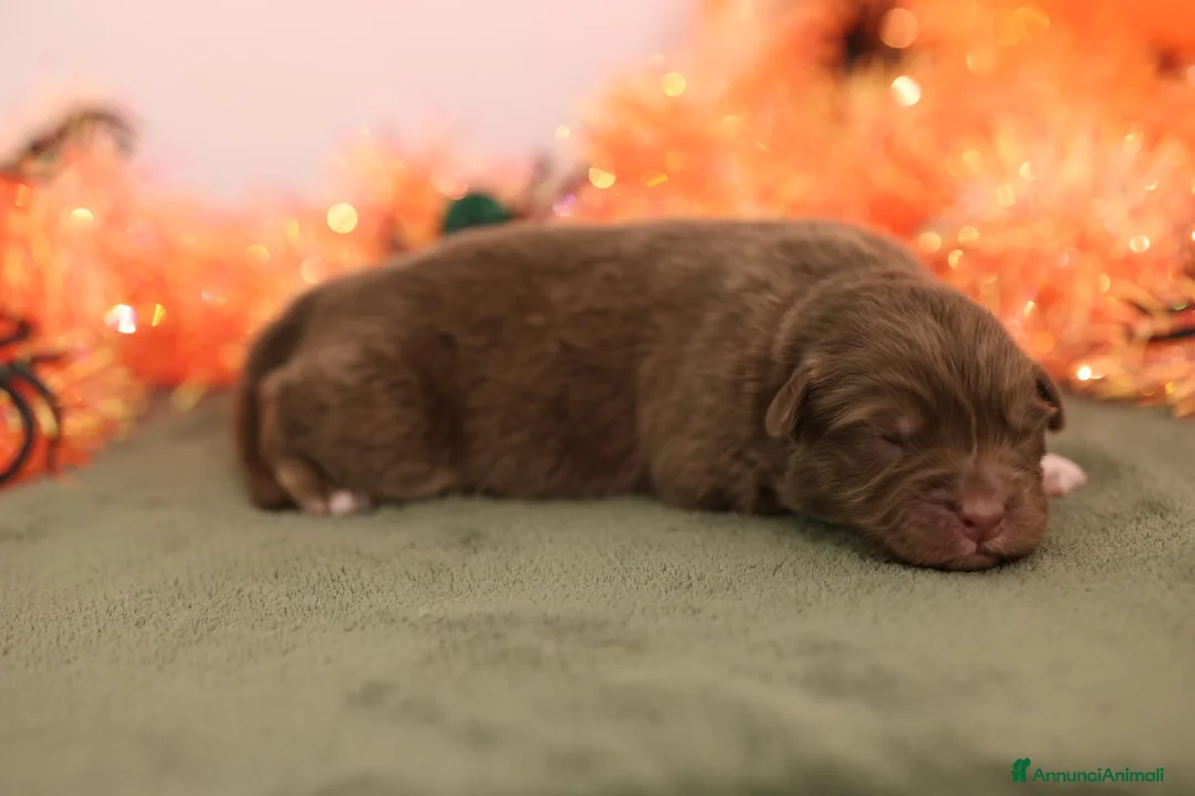 Australian Shepherd cani in vendita: Cuccioli di pastore australiano  a Provincia di Rimini - Annuncio 2