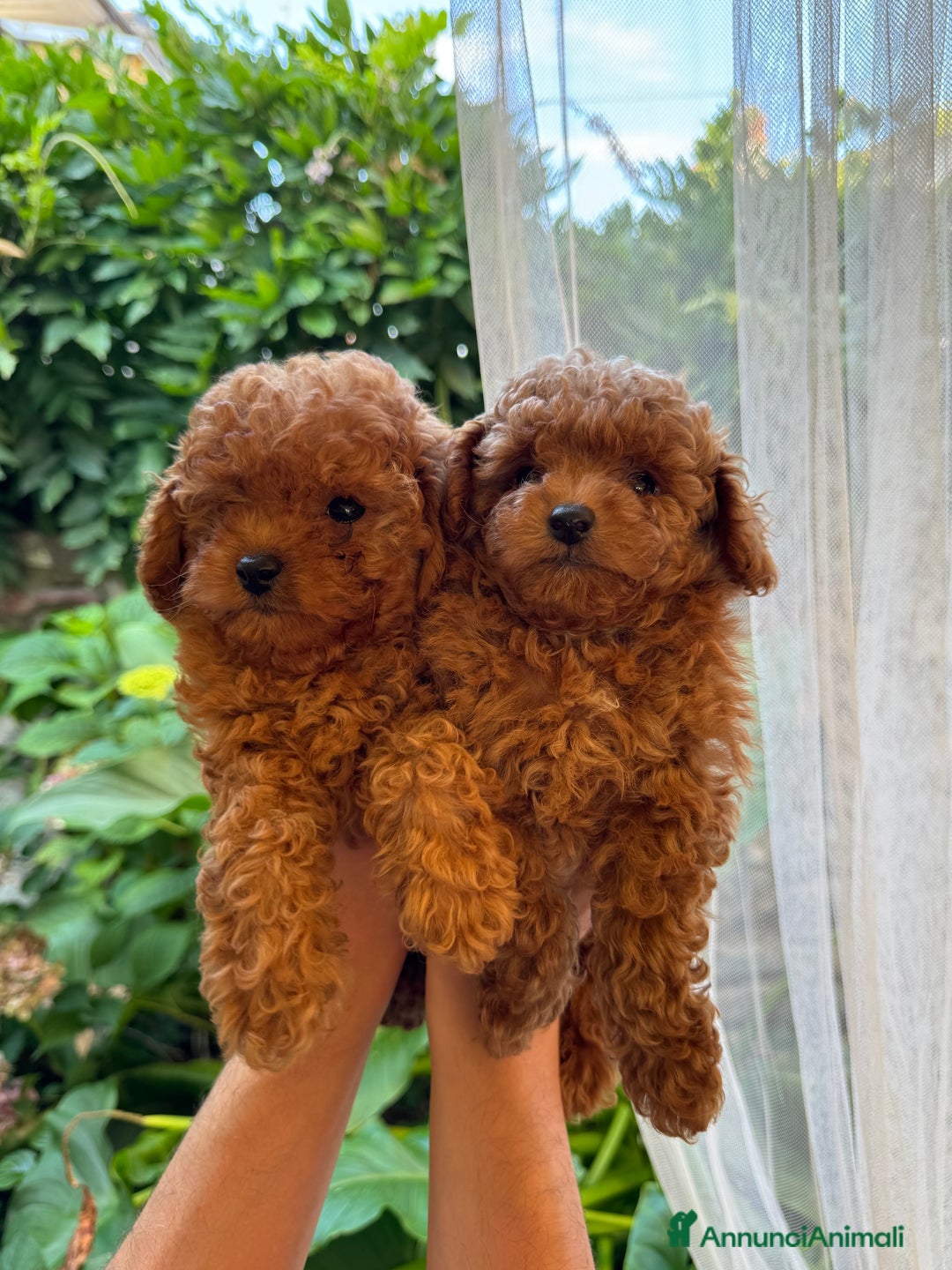 Barboncino cani in vendita: BARBONCINI FULVI TOY MINITOY E NANI CON PEDIGREE a Vercelli - Annuncio 3