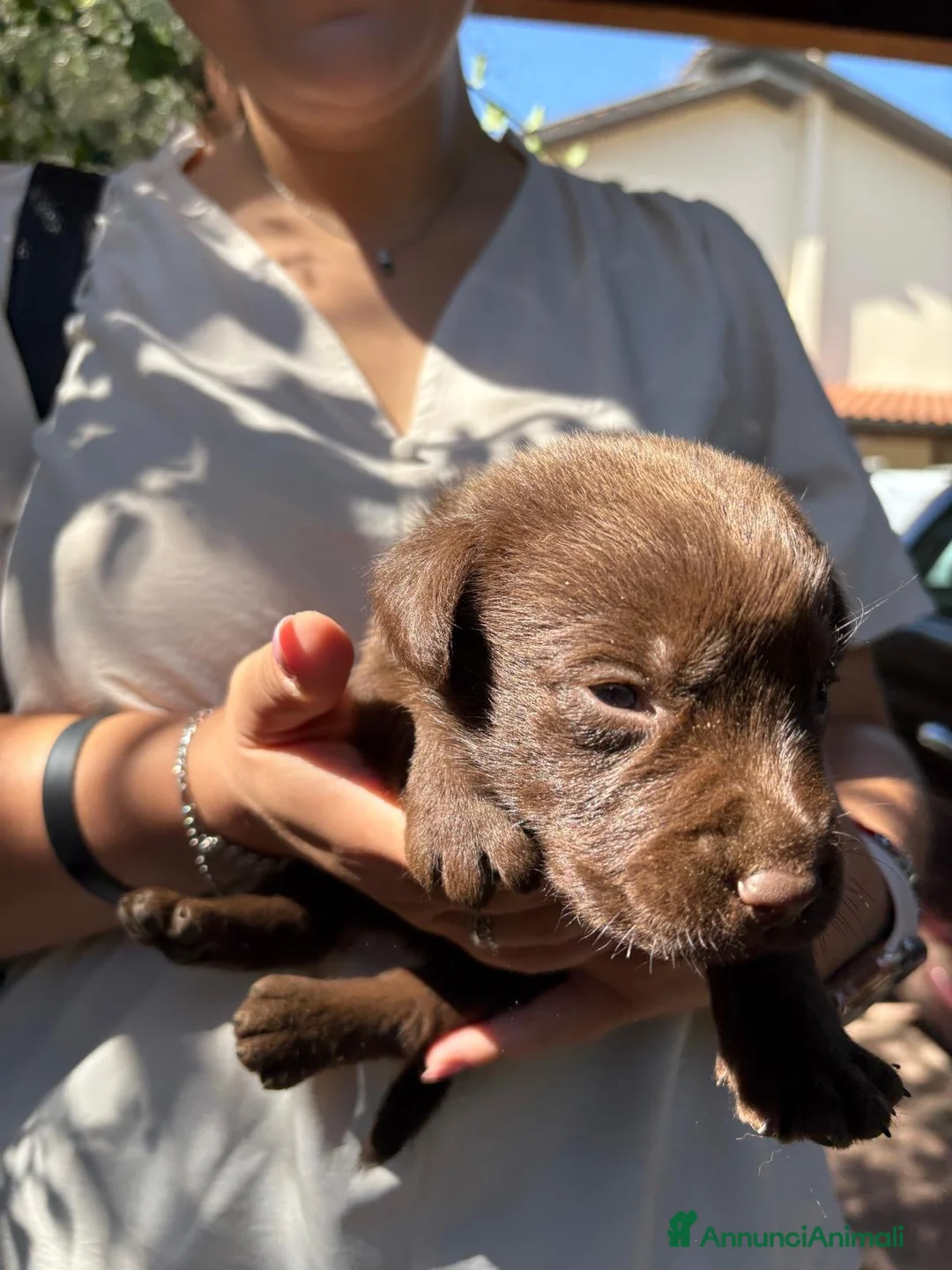 Labrador cani in vendita: Labrador retriever chocolate - Annuncio 2