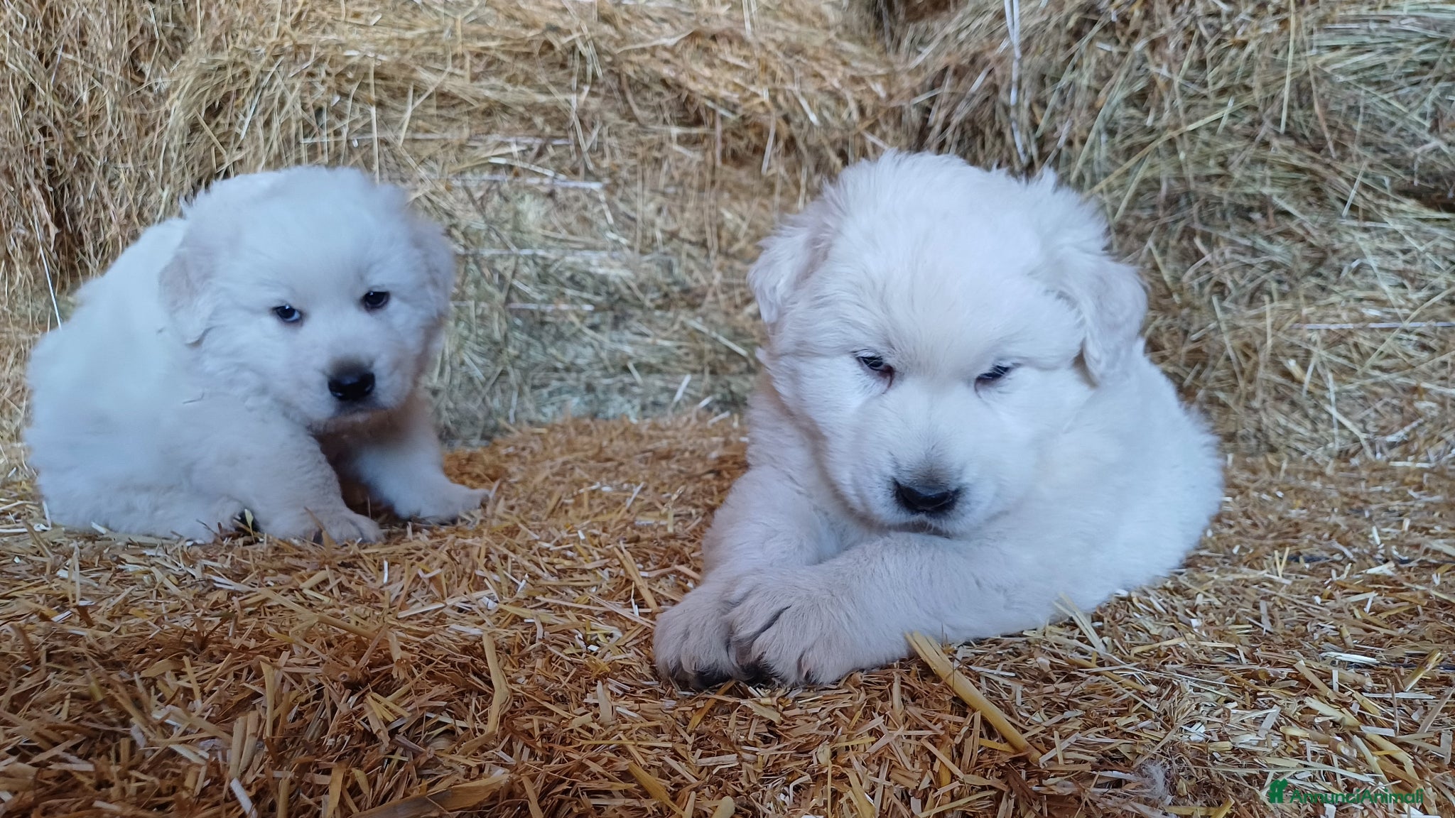 Pastore Maremmano cani Cuccioli Pastore maremmano/abruzzese - Annuncio 1