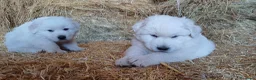 Pastore Maremmano cani in vendita: Cuccioli Pastore maremmano/abruzzese - Annuncio 1