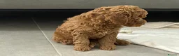 Barboncino Toy cani in vendita: Barboncino toy red DISPONIBILE  - Annuncio 6