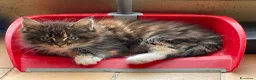 Maine Coon gatti in vendita: Cuccioli Maine Coon - Annuncio 5
