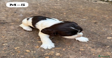 Springer Spaniel Inglese cani a Città metropolitana di Roma Capitale - Annuncio 7