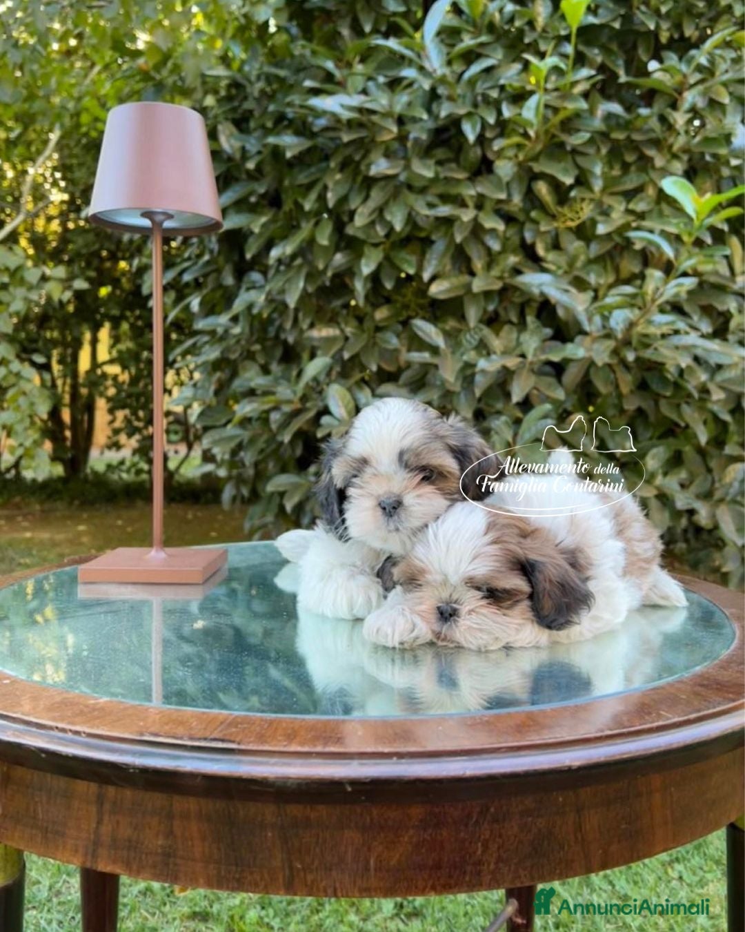 Shih Tzu cani CUCCIOLI STUPENDI RAZZA SHIHTZU - Annuncio 1