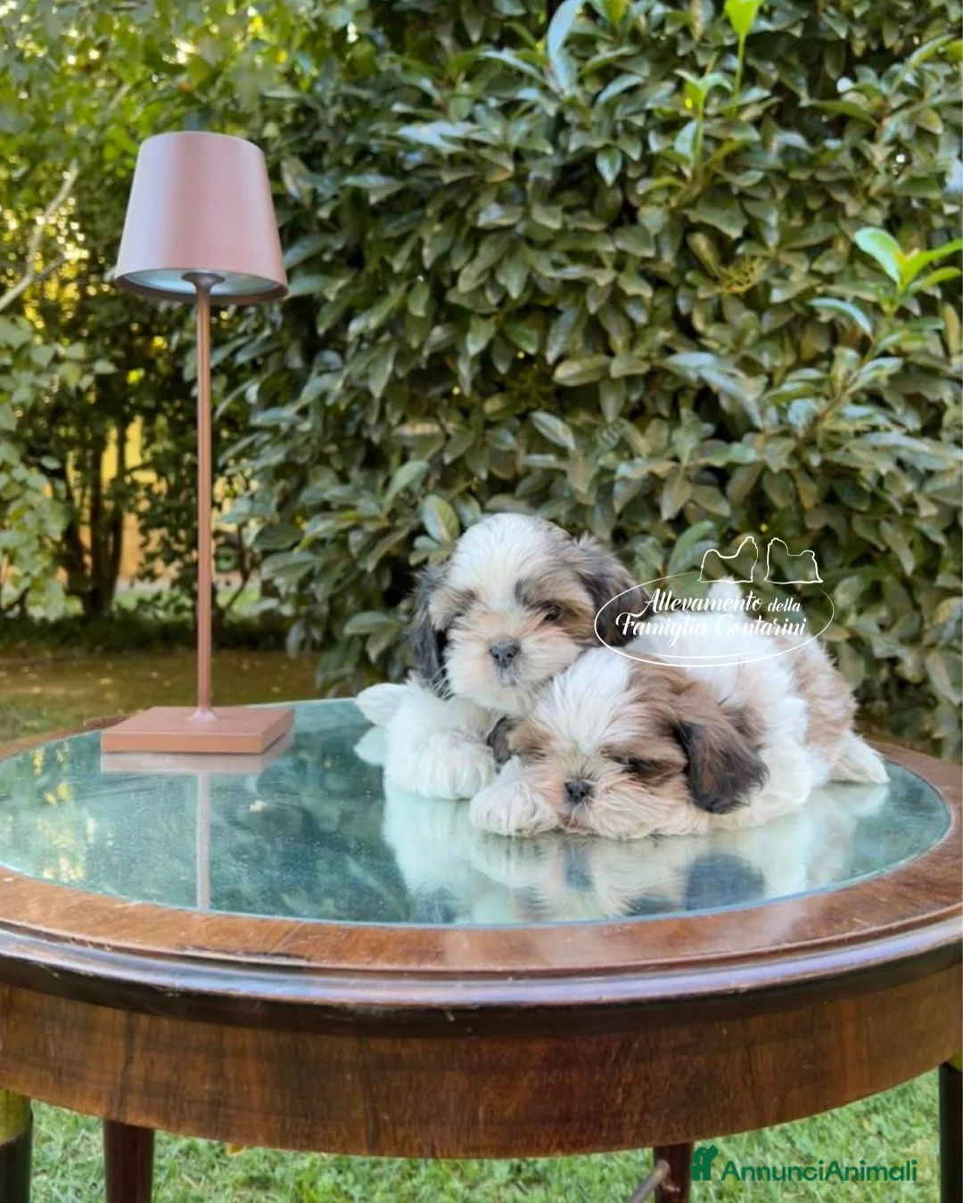 Shih Tzu cani in vendita: CUCCIOLI STUPENDI RAZZA SHIHTZU - Annuncio 1