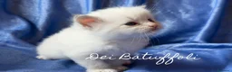Siberiano gatti in vendita: Cuccioli Gatto Siberiano AFSI WCF, Alta genealogia - Annuncio 21