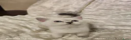 Scottish gatti in vendita: Scottish fold e Straight - Annuncio 9