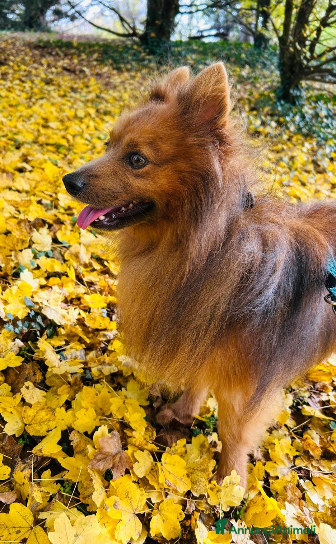 Volpino Italiano cani per accoppiamento: Volpino italiano rosso cerca fidanzata - Annuncio 1