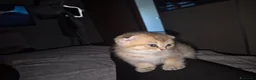Scottish gatti in vendita: Gattina - Annuncio 4