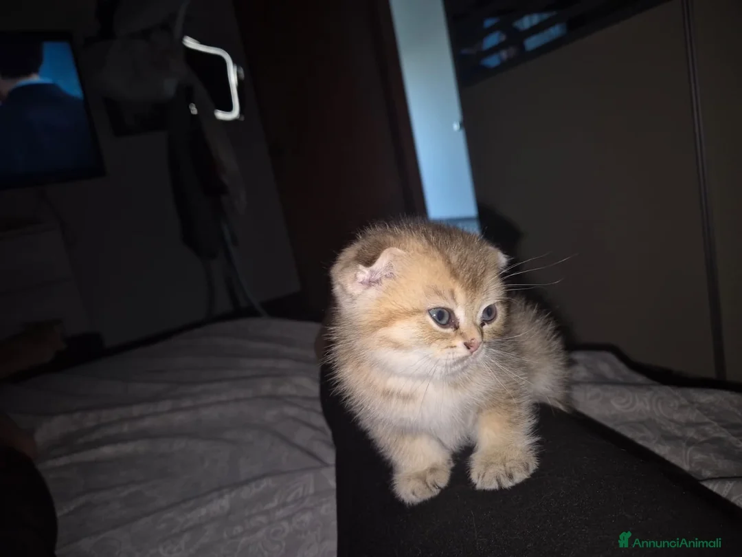 Scottish gatti in vendita: Gattina - Annuncio 4