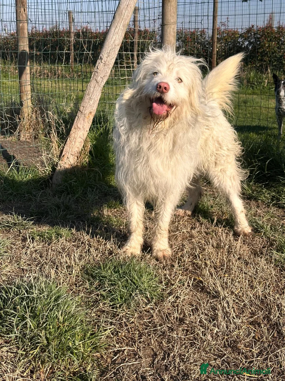 Meticcio cani in regalo: BUTTATO VIA DALLA SUA FAMIGLIA  - Annuncio 5