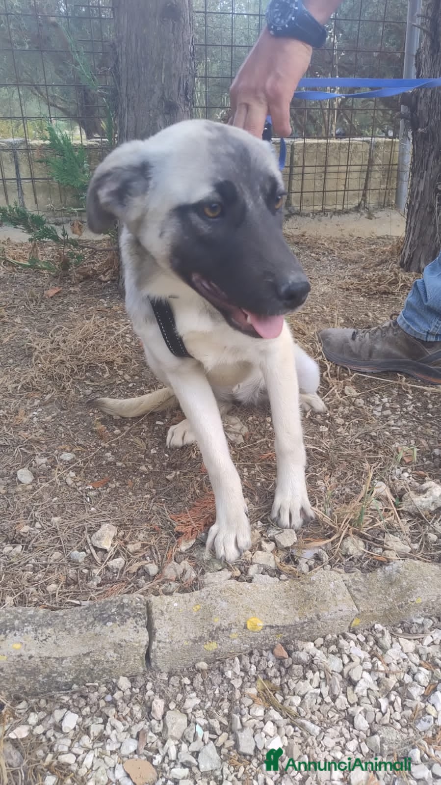 Meticcio cani panda - Annuncio 10