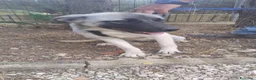 Meticcio cani in regalo: panda - Annuncio 1
